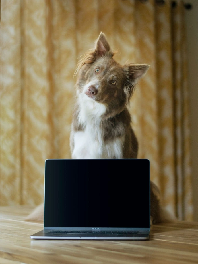 a fox sitting on a laptop